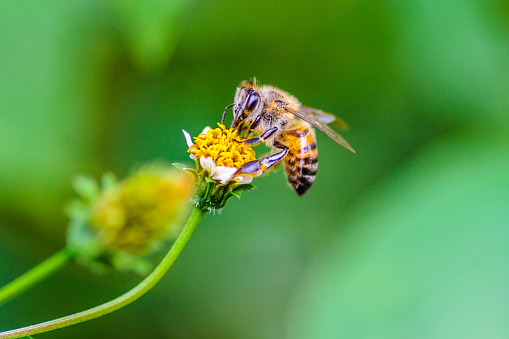 Honeybee collecting nectar from flower