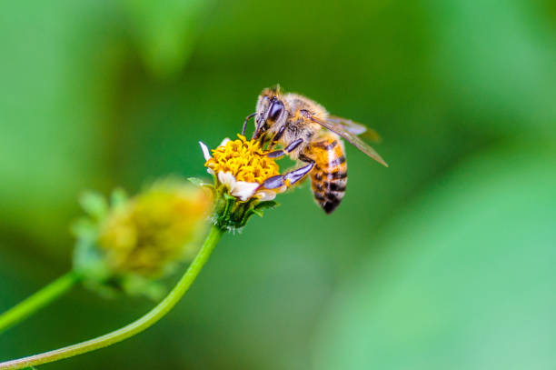 Honeybee collecting nectar from flower stock photo