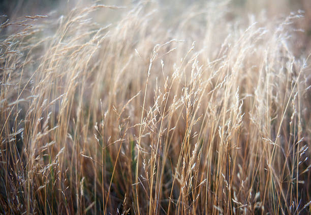 istock Delicate weed and grass in morning sun light 519917767