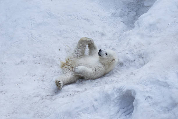 Porträt von Polar Bär Cub üben Yoga auf dem Schnee. – Foto