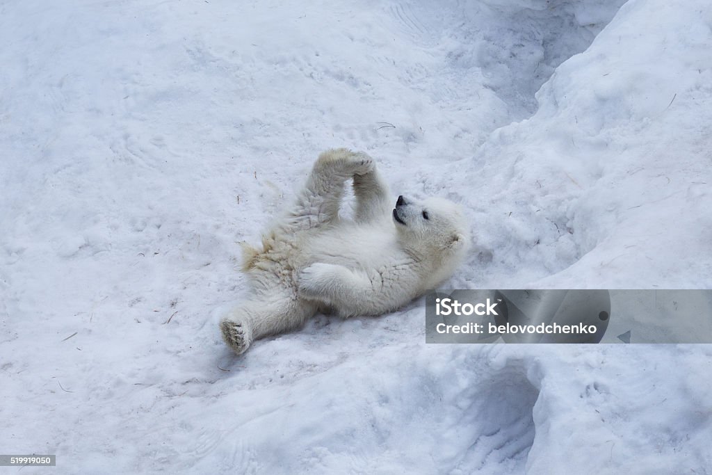 Portrait of polar bear cub practicing yoga on the snow. Yoga Stock Photo