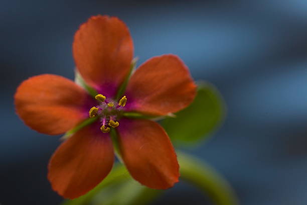 Scarlet pimpernel spring flower isolated against bluebackground