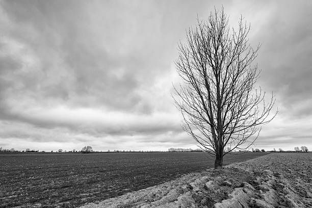 istock Silhouette of a bare tree against an overcast sky 519919542
