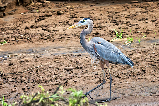 Costa Rica - 3/12/16: A great blue heron on a river bank in Costa Rica.