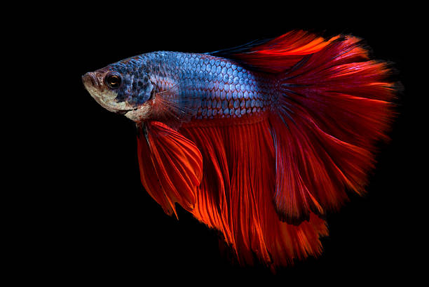 istock Colourful Betta fish,Siamese fighting fish in movement 519920040