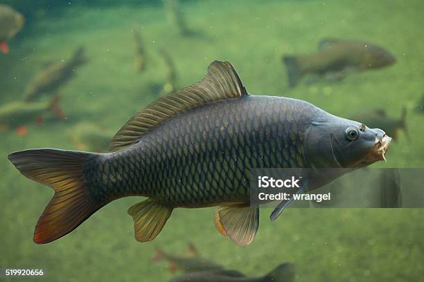 Wild Common Carp Stock Photo - Download Image Now - Carp, Asia, Fish
