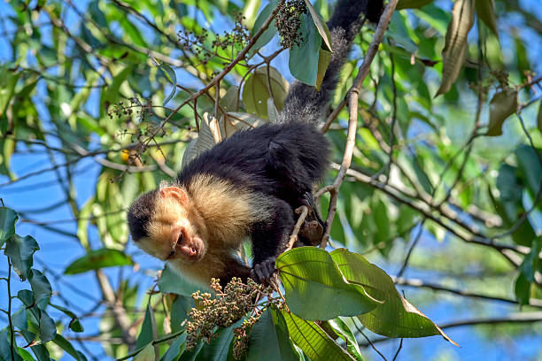 Capuchin monkey in a tree in Costa Rica. stock photo