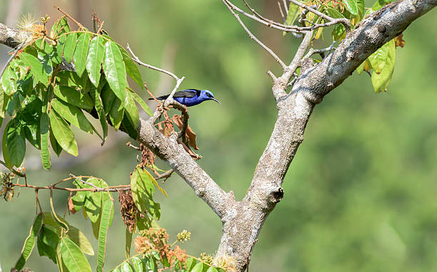 Honey creeper in a tree in Costa Rica. stock photo