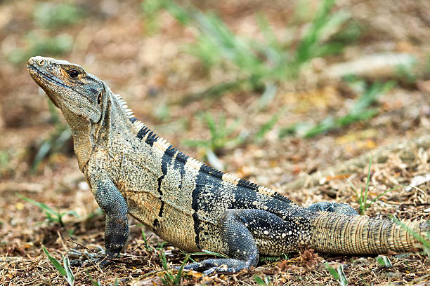 Iguana in Costa Rica. stock photo