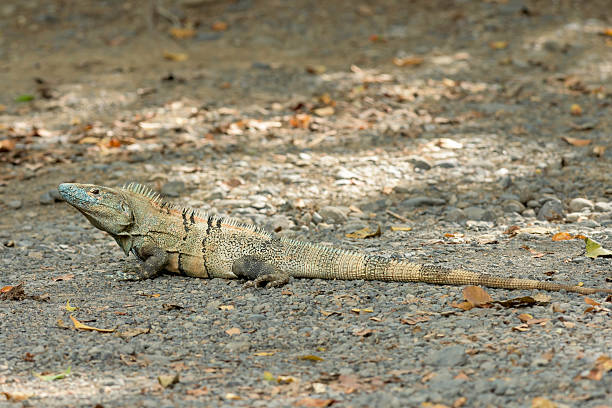 Iguana in Costa Rica. stock photo
