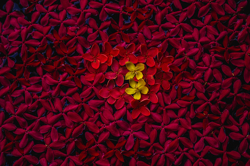 Arranged flower background in red
