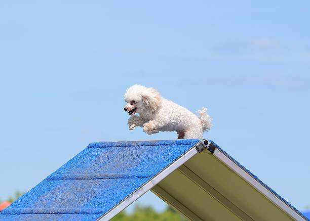 istock Toy Poodle at a Dog Agility Trial 519925968