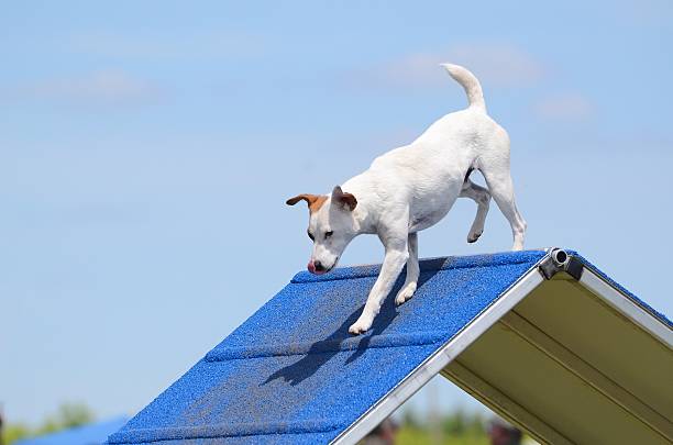 istock Jack Russell Terrier at Dog Agility Trial 519926254