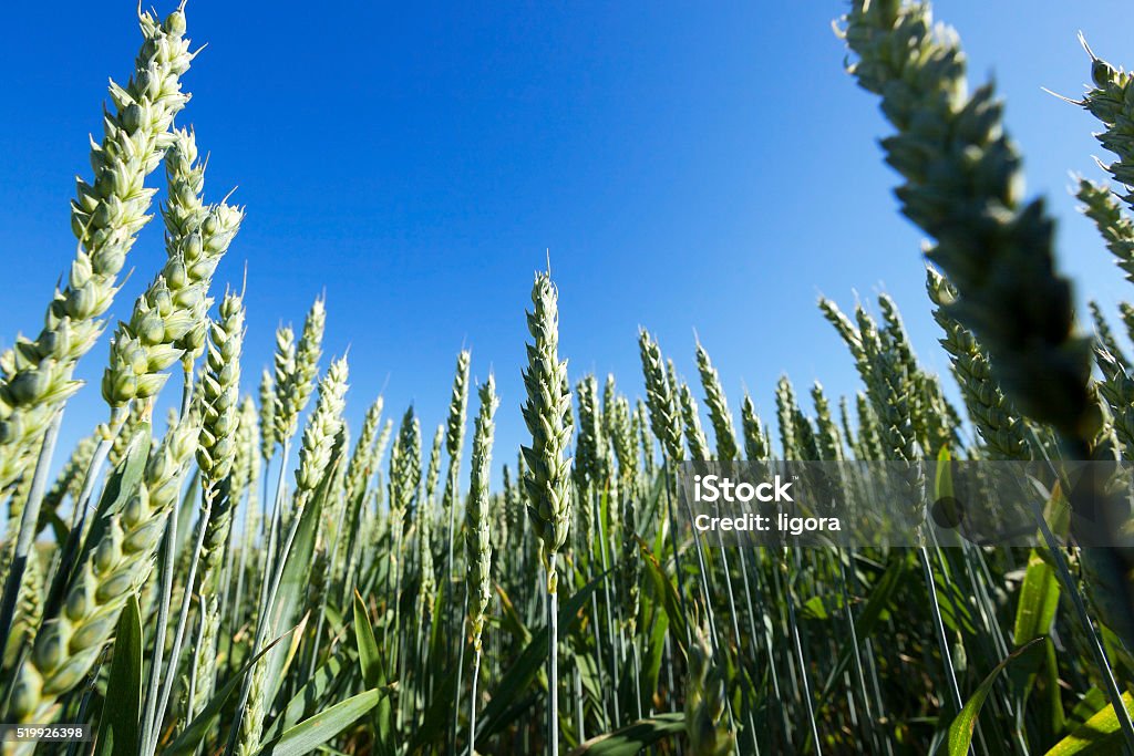 Campo de trigo agrícola - Foto de stock de Azul royalty-free