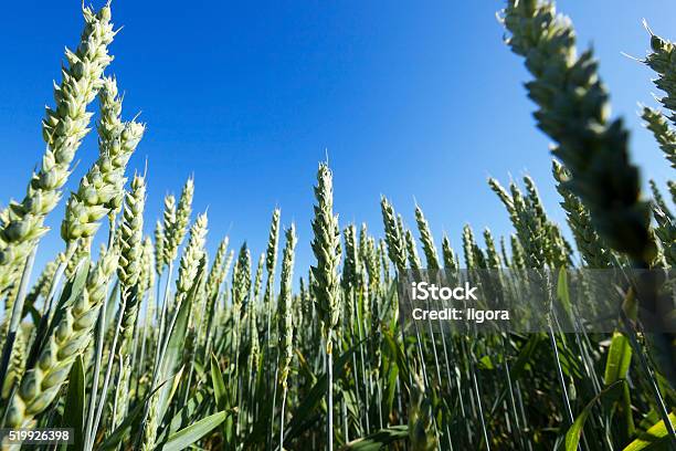 Foto de Campo De Trigo Agrícola e mais fotos de stock de Azul - Azul, Café da manhã, Caule