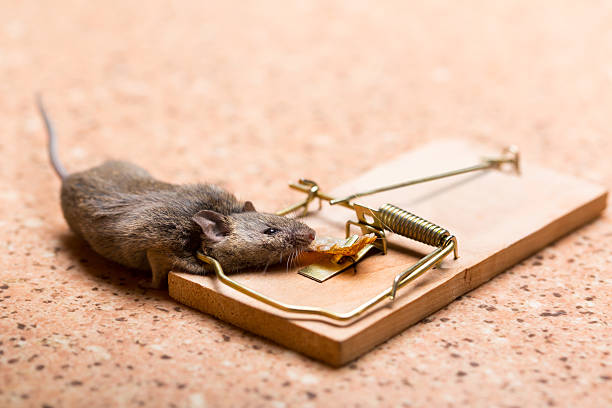 Mouse In The Mouse Trap Stock Photo - Download Image Now - Animal,  Backgrounds, Cheese - iStock