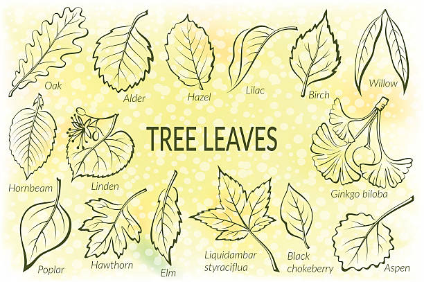 Leaves of Plants Pictogram Set Pictograms Set, Tree Leaves, Oak, Willow, Liquidambar, Hawthorn, Poplar, Aspen, Hazel, Ginkgo Biloba, Elm, Birch, Alder, Linden, Hornbeam, Chokeberry and Lilac. Eps10, Contains Transparencies. Vector alder tree drawing stock illustrations
