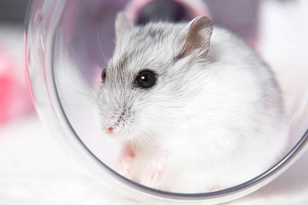 istock little hamster sitting in a glass 519927654