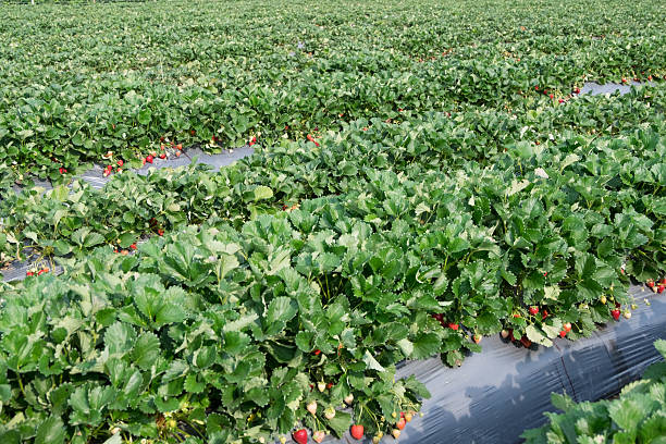 istock Strawberry berry, strawberry fruit, fresh berries. 519927694