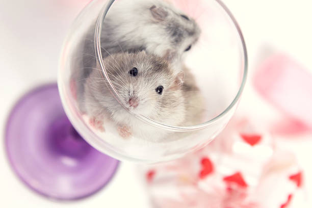 istock pair of dwarf hamster in a glass 519928032