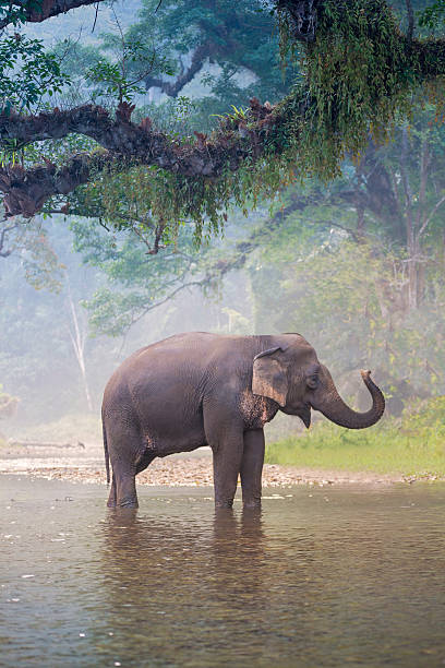 istock Asian Elephant in a natural river at deep forest, Thailand 519928226