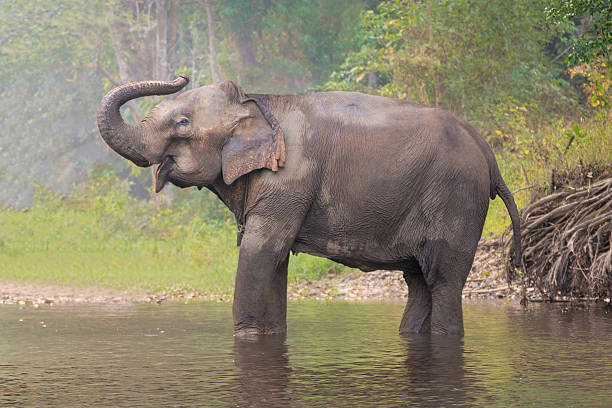 istock Asian Elephant in a natural river at deep forest, Thailand 519928274