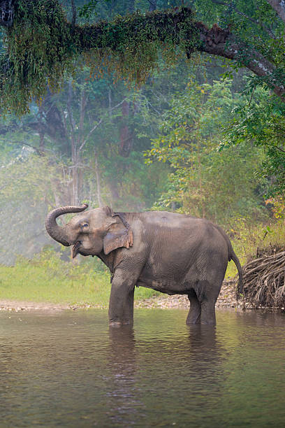 istock Asian Elephants in a natural river at deep forest, Thailand 519928348