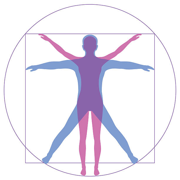 da vinci vetruvian muž - lidská podoba stock ilustrace