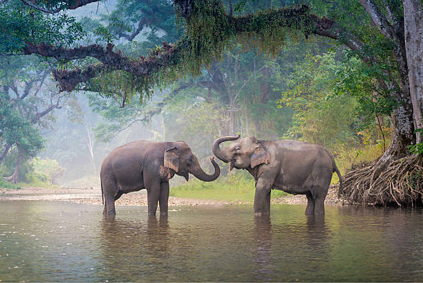 asiatique éléphants dans la rivière dans la forêt profonde, thaïlande - cornac photos et images de collection