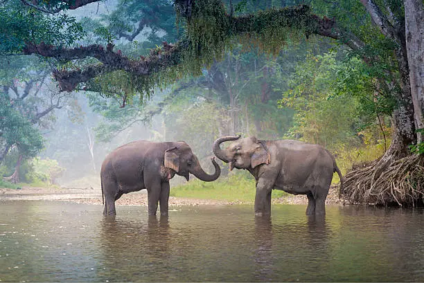 Photo of Asian Elephants in a natural river at deep forest, Thailand