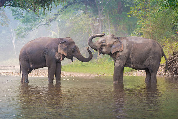 istock Asian Elephants in a natural river at deep forest, Thailand 519928596