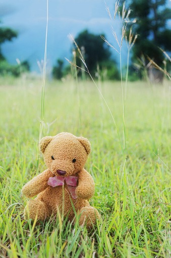 Teddy bear sitting on green grass ground