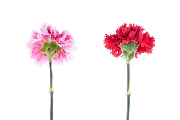 blooming beautiful pink flower isolated on white background.