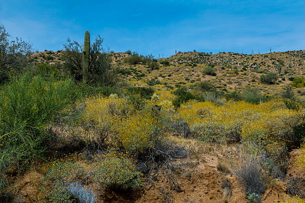istock Hidden Treasures in the Arizona Desert 519929302