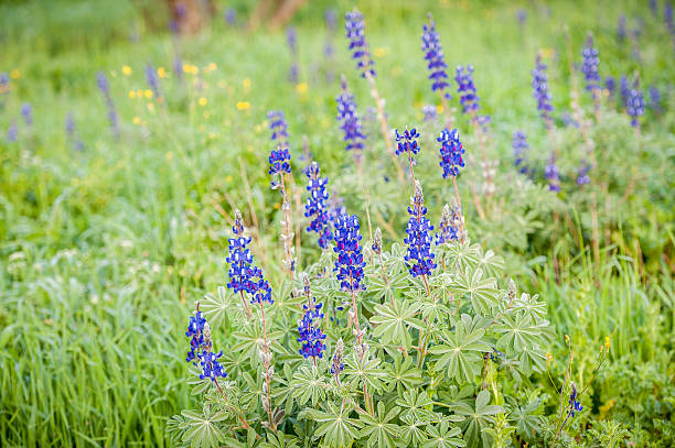 istock Lupines in the Galilee. 519929884