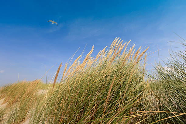 istock seagulls flying over the dunes 519934225