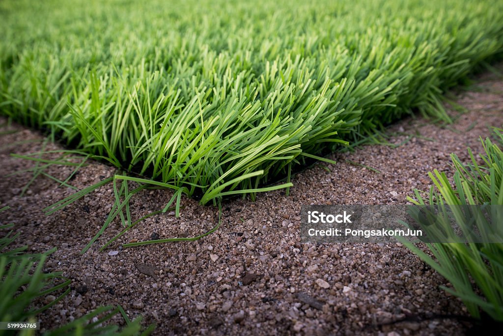 artificial green grass artificial green grass,sand ground  artificial green grass,sand ground Abstract Stock Photo