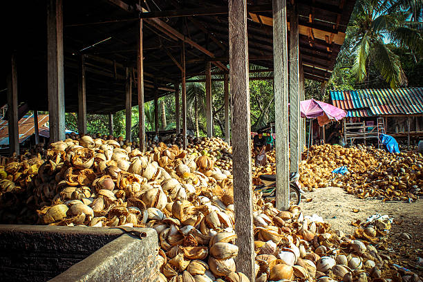 istock Stack of the coconuts in farm for coconut oil industry 519934869