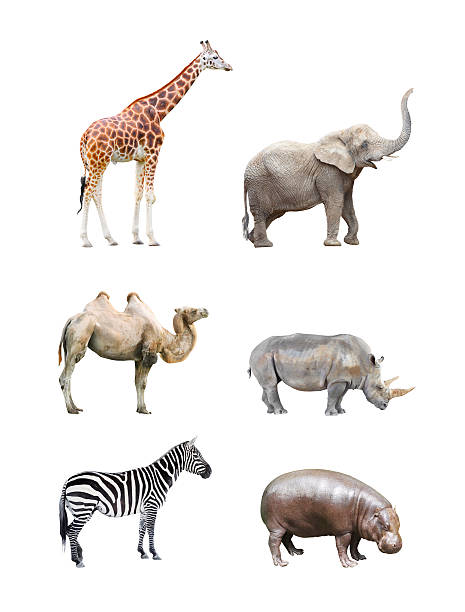 Big african mammals. Great collection of big african mammals. Giraffe, elephant, camel, rhinoceros,  hippopotamus and zebra isolated on a white background. elephant photos stock pictures, royalty-free photos & images