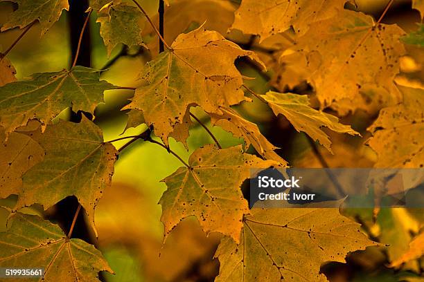 Indian Summer Stock Photo - Download Image Now - Autumn, Autumn Leaf Color, Brown