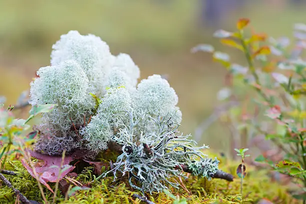 Moss or reindeer moss on the forest background