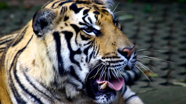 Tiger snarl