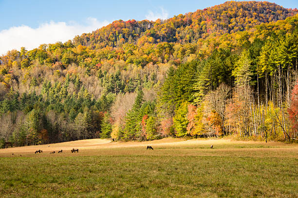 elk pastoreo, cataloochee - great smoky mountains great smoky mountains national park leaf autumn fotografías e imágenes de stock