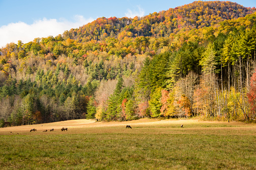 Small herd of female elk grazing in the meadows in Cataloochee; the bull can be seen in the far background leaving for the shelter of the trees