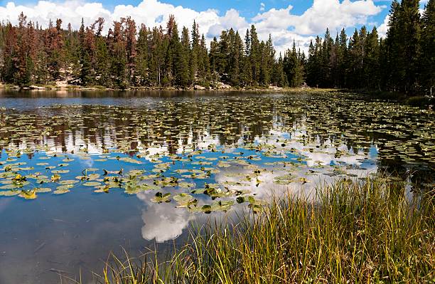 Rocky Mountain National Park The Rocky Mountain National Park outside of Estes Park, Colorado.. lily lake rocky mountains colorado stock pictures, royalty-free photos & images