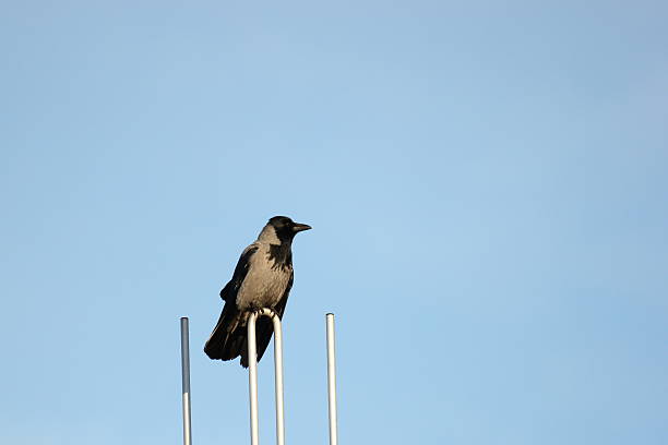 capucha crow on aérea - image date audio fotografías e imágenes de stock