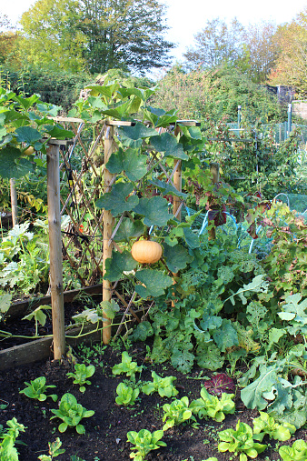 Photo showing a large ripe orange pumpkin, growing in an allotment vegetable garden.  This pumpkin plant (Cucurbita pepo / squash) is being grown in an unusual way, as a climbing plant grown up an arbour made with trellis, supported only by its tendrils.  The pumpkins are therefore hanging down freely, which has the advantage that the bottoms won't get dirty or rot - however, if they get too large and too heavy before harvest time, they may fall off if left unsupported.  Rows of young lettuce plants can be seen in the foreground.