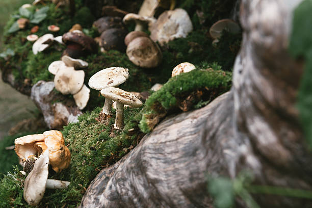 cogumelo na floresta - anumal imagens e fotografias de stock