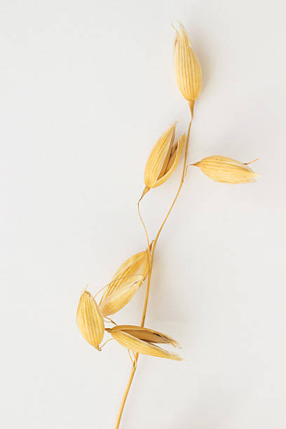 istock One twig of oats on a white background 519953640