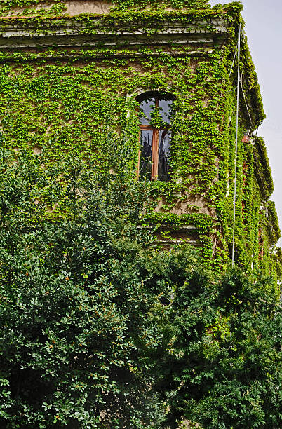 istock The Window In The Ivy 519954168